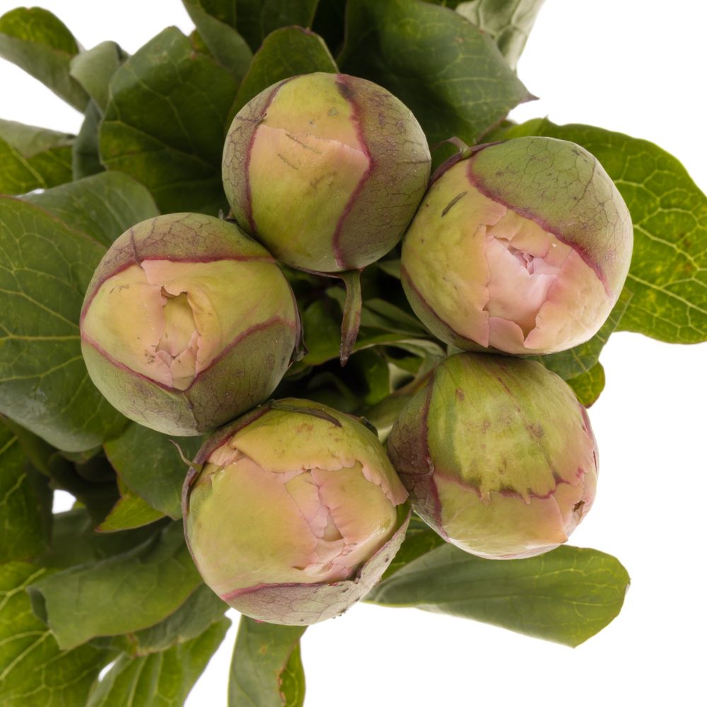 Pfingstrose rosa Lullaby 50cm