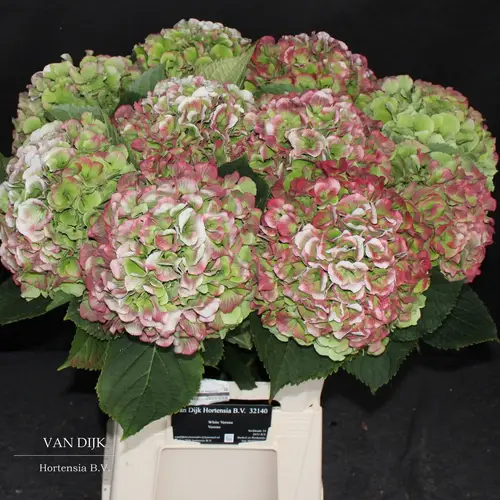 Hortensie grün/rosa Verena Ice classic Bol 21cm 60cm