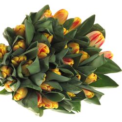 Tulpe gelb/rot Buckingham 40 Gramm