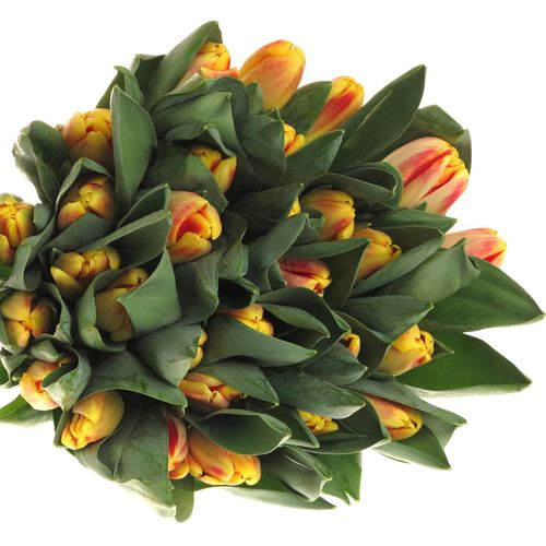 Tulpe gelb/rot Buckingham 40 Gramm