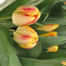 Tulpe gelb/rot Buckingham 40 Gramm
