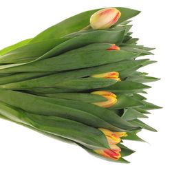 Tulpe gelb/rot Buckingham 40 Gramm