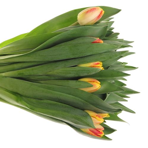 Tulpe gelb/rot Buckingham 40 Gramm
