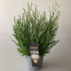 Gypsophila weiss Summer Sparkles T17 H040
