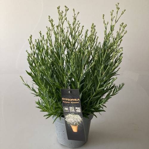 Gypsophila weiss Summer Sparkles T17 H040