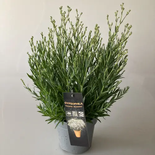 Gypsophila weiss Summer Sparkles T17 H040