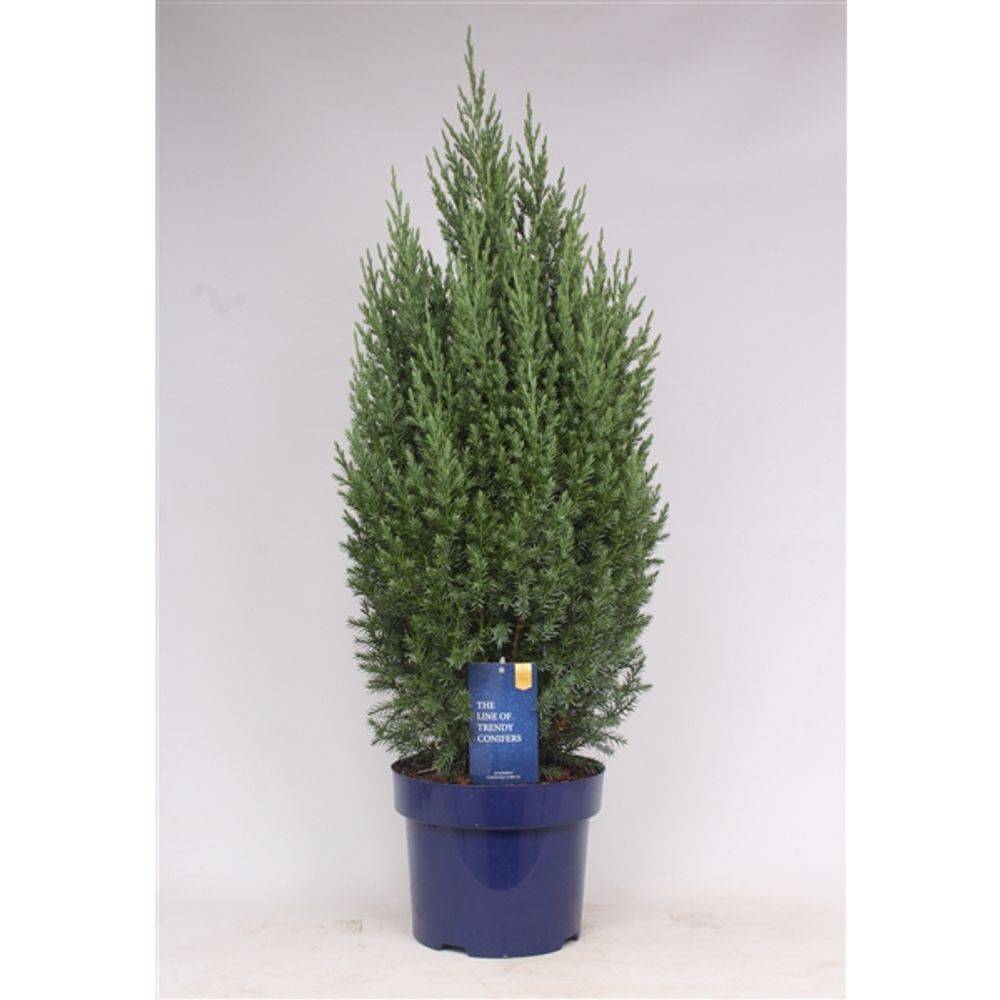 Juniperus Strict T23 H080
