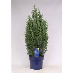 Juniperus Strict T23 H080