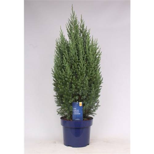 Juniperus Strict T23 H080
