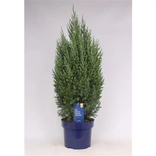 Juniperus Strict T23 H080