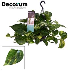 Scindapsus Ampel T15 H045