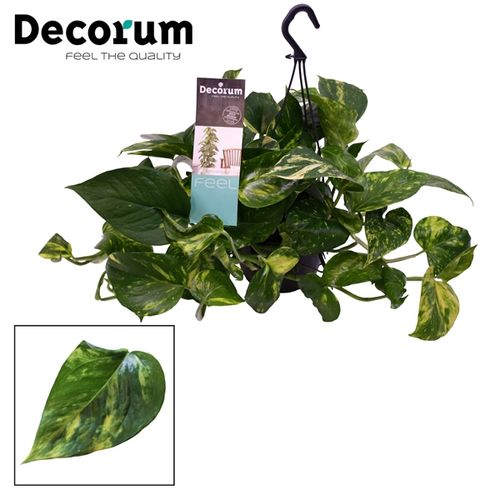 Scindapsus Ampel T15 H045