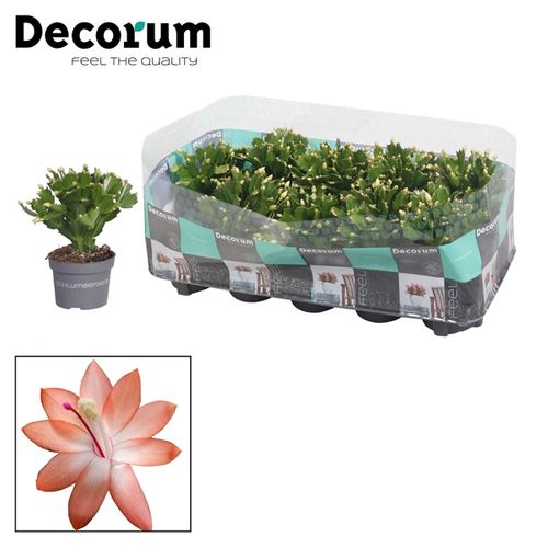 Schlumberg.Oran T10,5 H20 - double