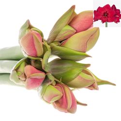 Amaryllis cerise Pleasure