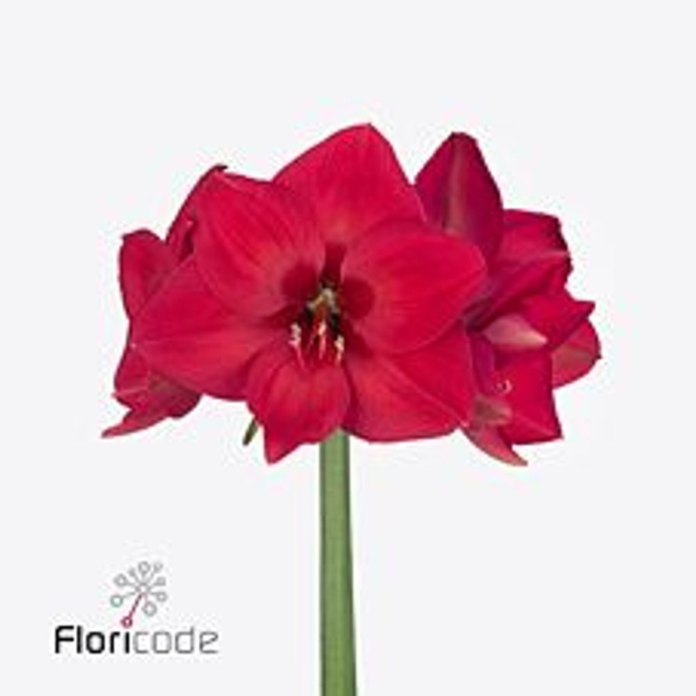 Amaryllis cerise Pleasure