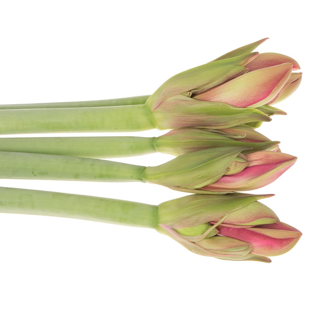 Amaryllis cerise Pleasure