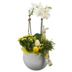 Phal.Arr PTPB6536 Ostern T19 H047