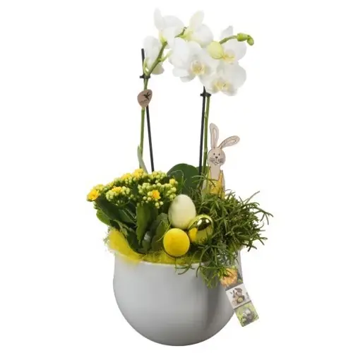 Phal.Arr PTPB6536 Ostern T19 H047