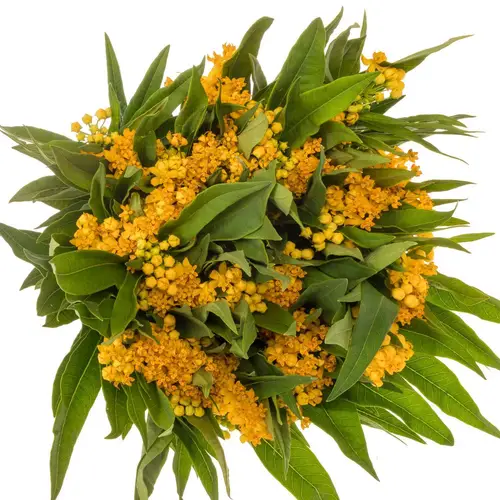 Aesclepia orange Silky Gold 65cm