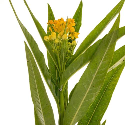 Aesclepia orange Silky Gold 65cm