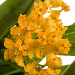 Aesclepia orange Silky Gold 65cm