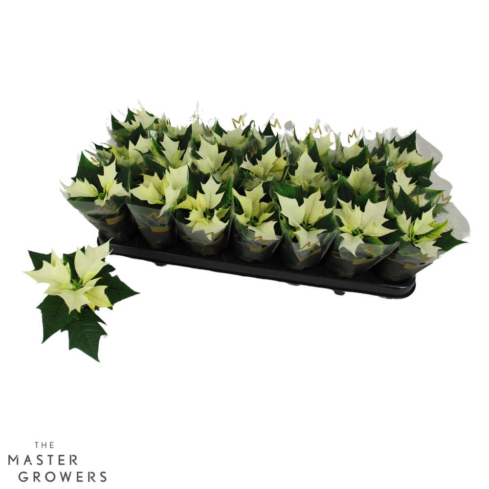 Poinsettia creme mini Alaska 1+Blüte T06 H012