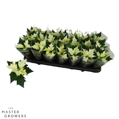 Poinsettia creme mini Alaska 1+Blüte T06 H012