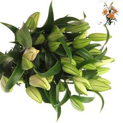 Lilie orientalisch aprico Salmon Zelmira 4+Blüte 80cm