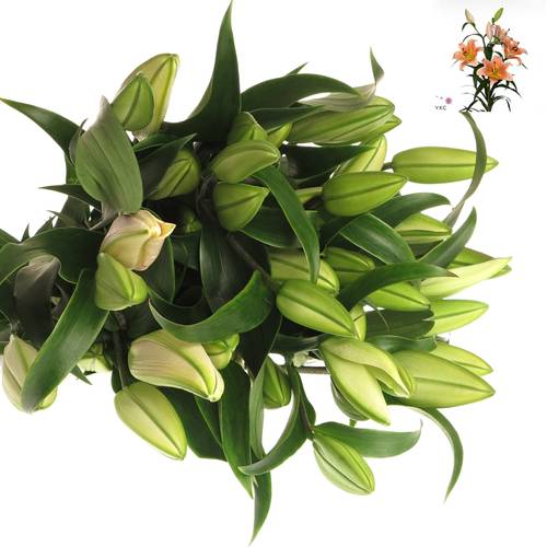 Lilie orientalisch aprico Salmon Zelmira 4+Blüte 80cm
