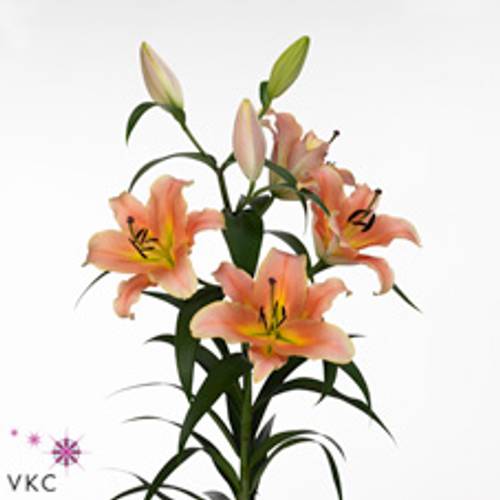 Lilie orientalisch aprico Salmon Zelmira 4+Blüte 80cm