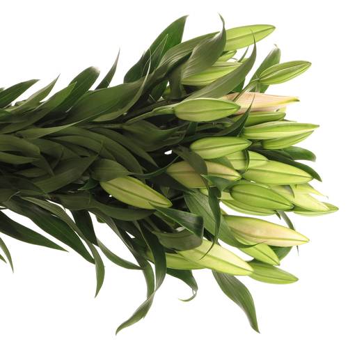 Lilie orientalisch aprico Salmon Zelmira 4+Blüte 80cm