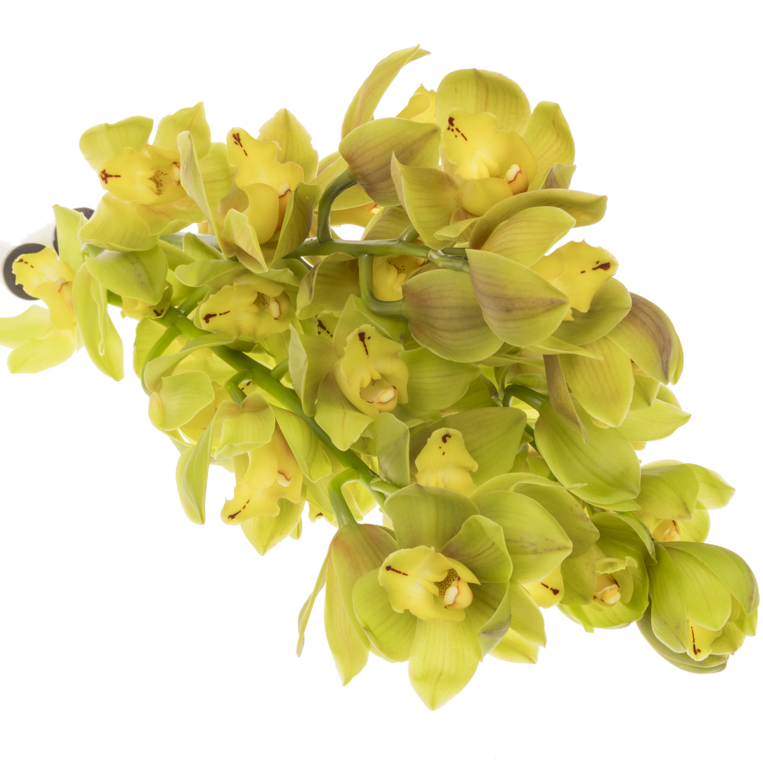 Mini Cymbidium grün Flame 40cm 8+Blüte