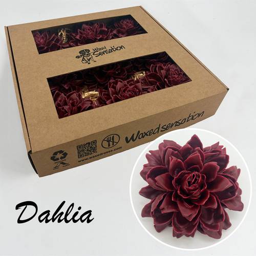 Seiden Wachs Dahlia weinrot
