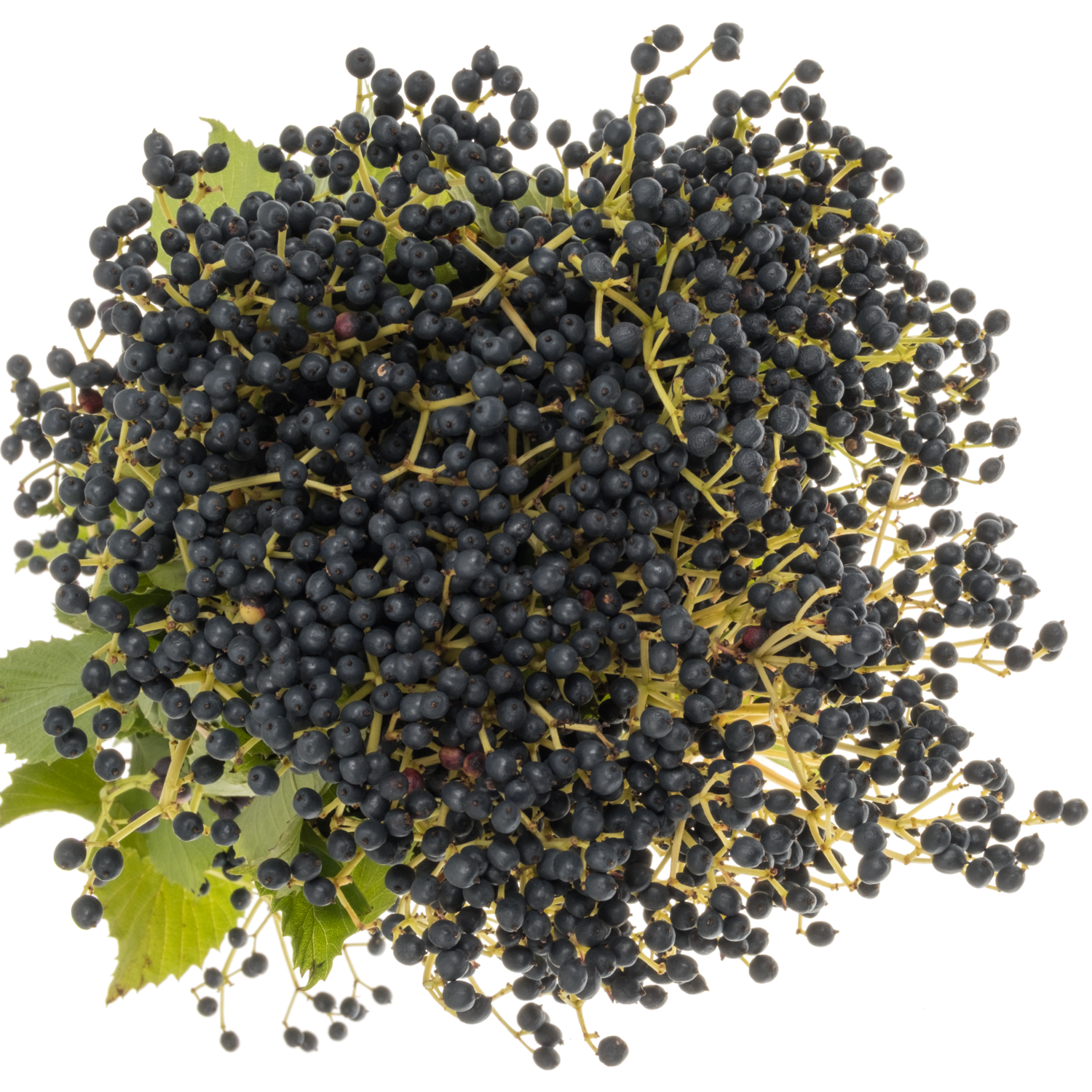 Viburnum braun Magical blue 70cm