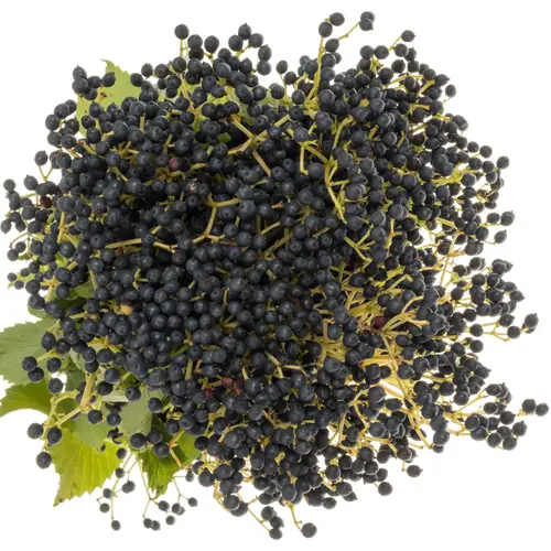 Viburnum braun Magical blue 70cm
