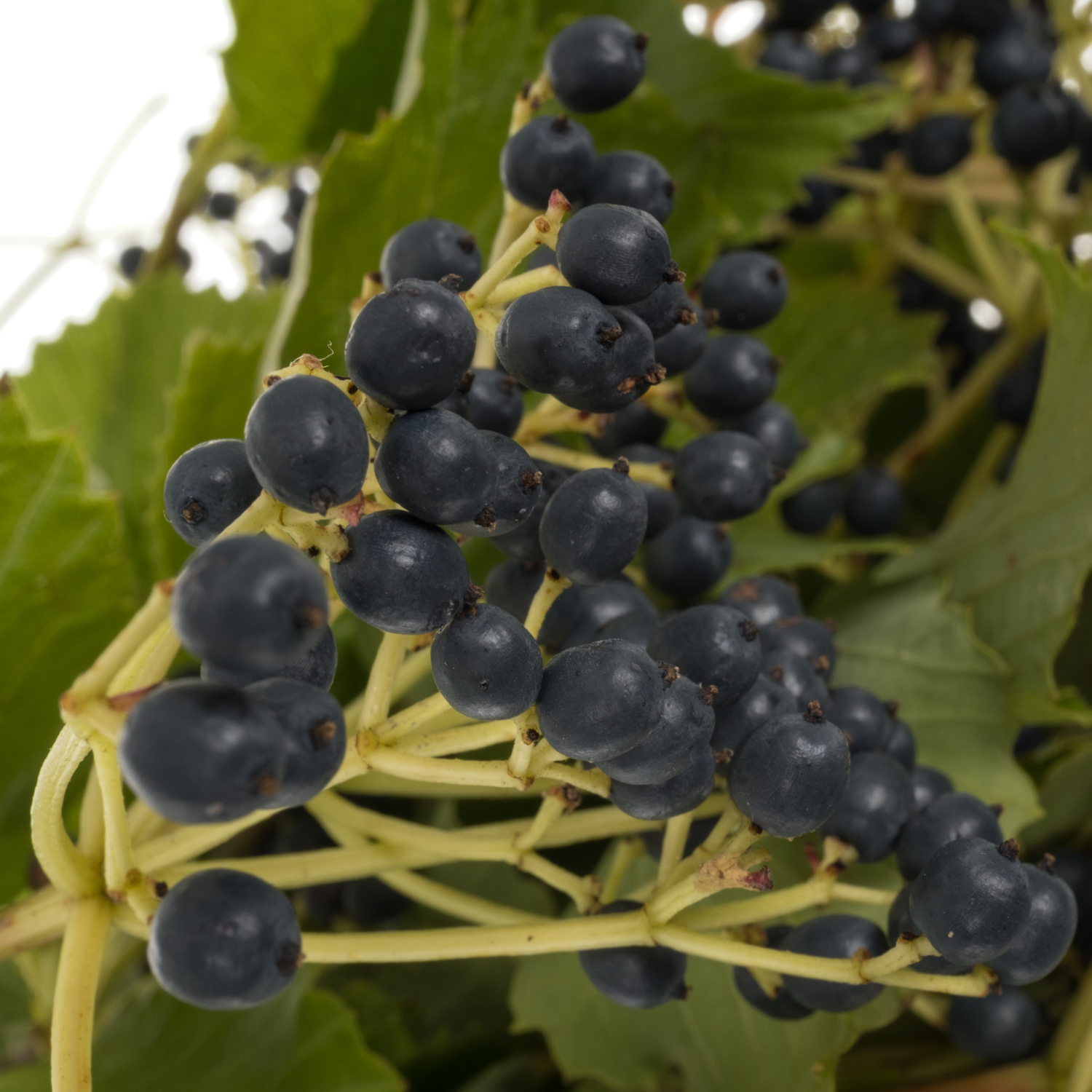 Viburnum braun Magical blue 70cm