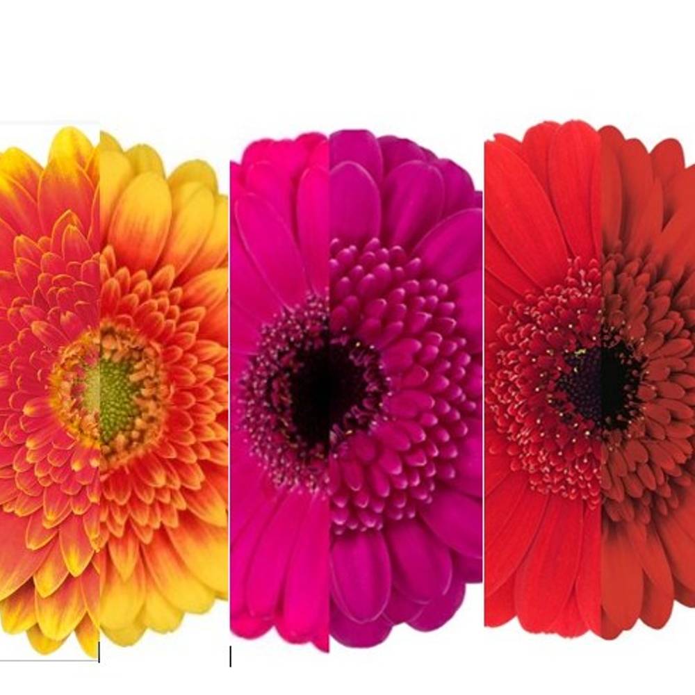 Germini 3x25 mix Herbst Sorte Auge