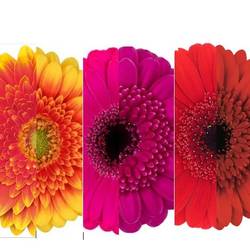 Germini 3x25 mix Herbst Sorte Auge