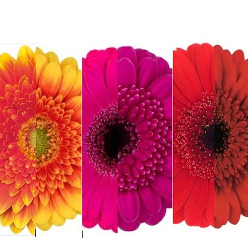 Germini 3x25 mix Herbst Sorte Auge