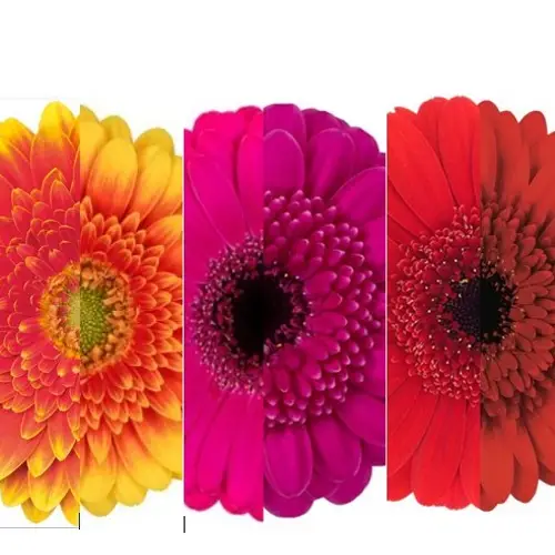 Germini 3x25 mix Herbst Sorte Auge