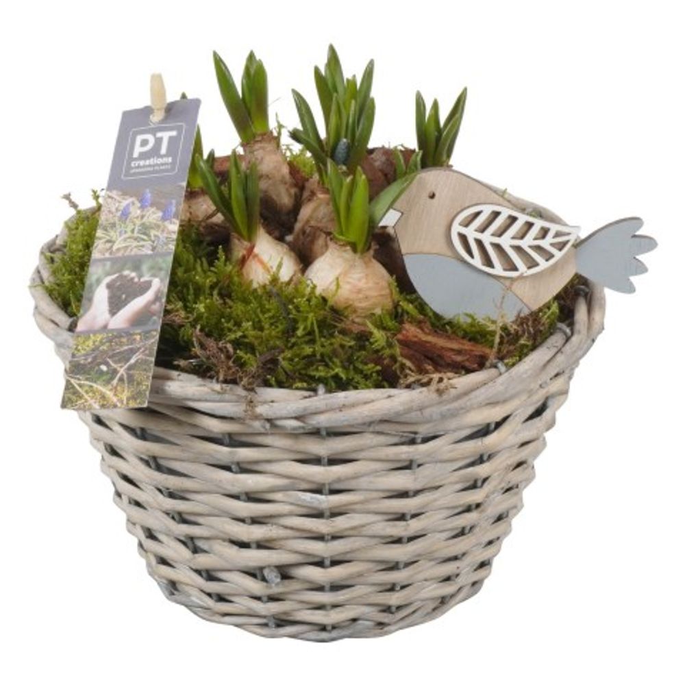 Muscari.Arr PTMB2612 T18 H18