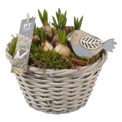 Muscari.Arr PTMB2612 T18 H18