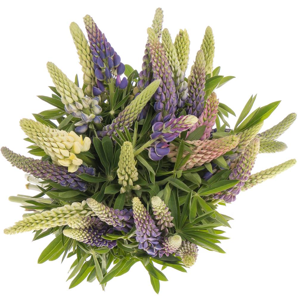 Lupinus mix 45cm