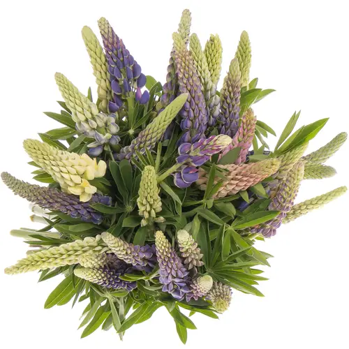 Lupinus mix 45cm