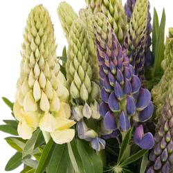 Lupinus mix 45cm