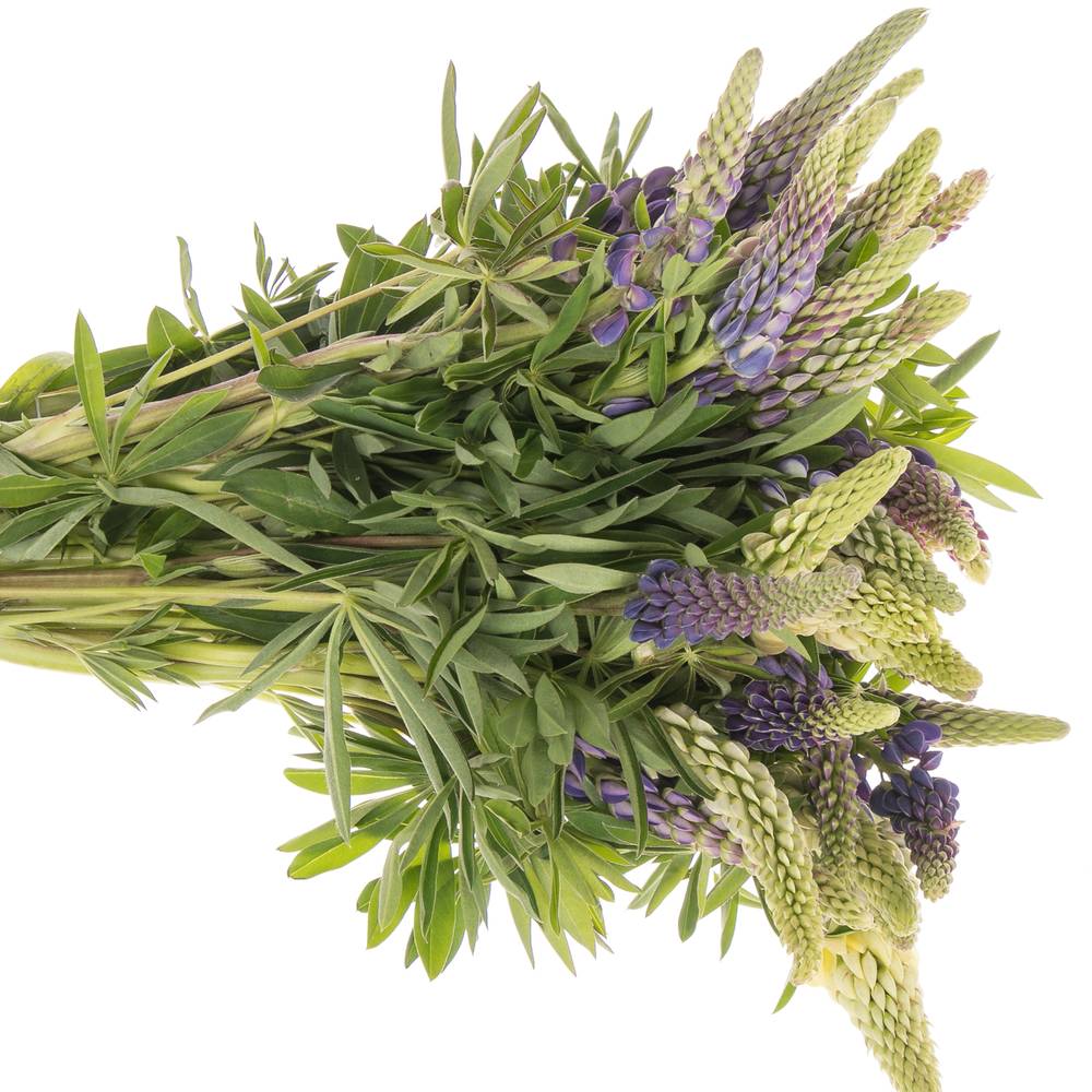 Lupinus mix 45cm