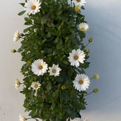 Osteospermum weiss Wandhänger T50 H025