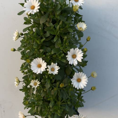 Osteospermum weiss Wandhänger H040