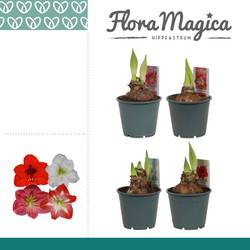 Amaryllis 2er mix 114408 T14 H025
