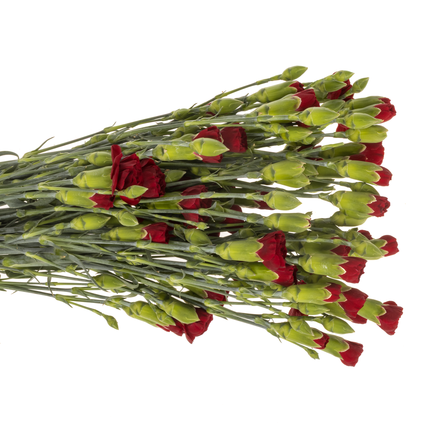 Spraynelke dunkel rot Chateau 60cm